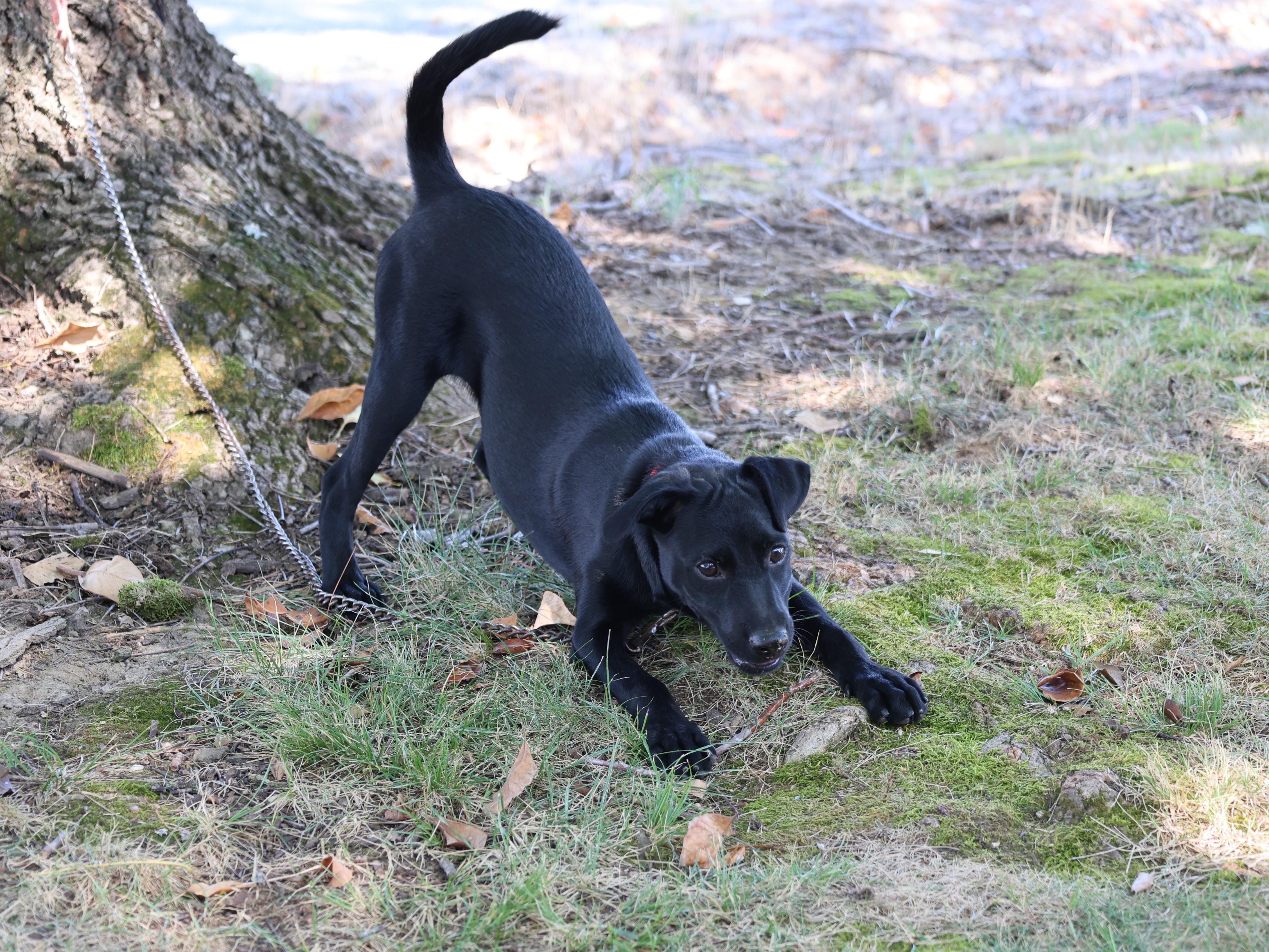 Enlarge Shadow - LOVES CHILDREN, a Adoptable mixed breed in Medfield, MA image 3/4