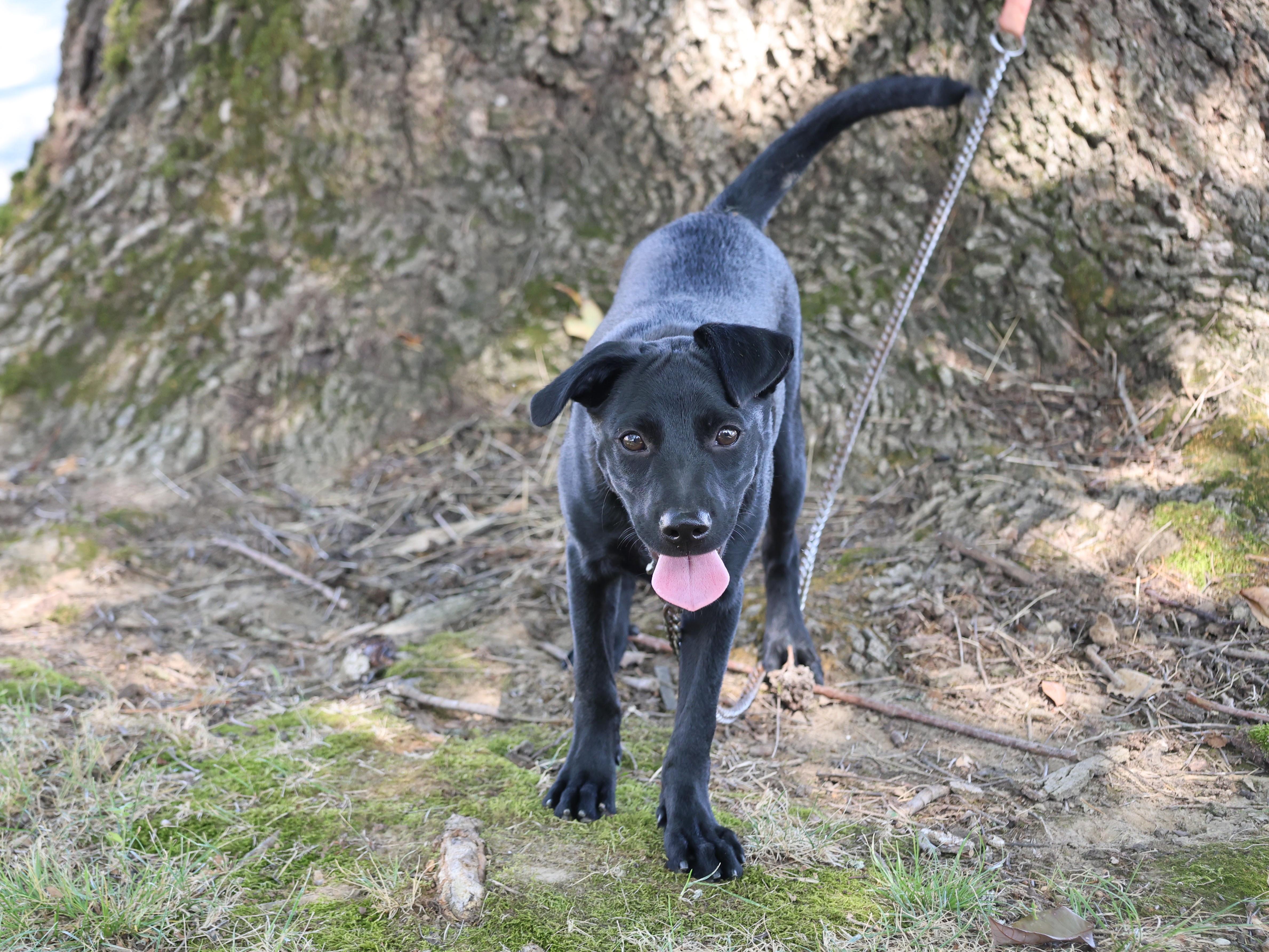 Enlarge Shadow - LOVES CHILDREN, a Adoptable mixed breed in Medfield, MA image 4/4
