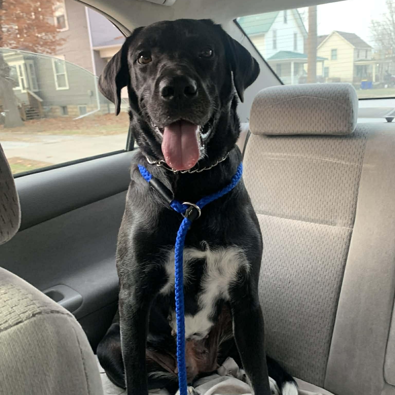 Enlarge Mabel, a Adoptable mixed breed in Geneseo , IL image 3/6