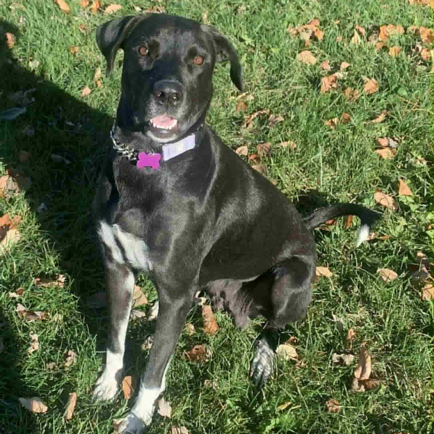 Enlarge Mabel, a Adoptable mixed breed in Geneseo , IL image 4/6