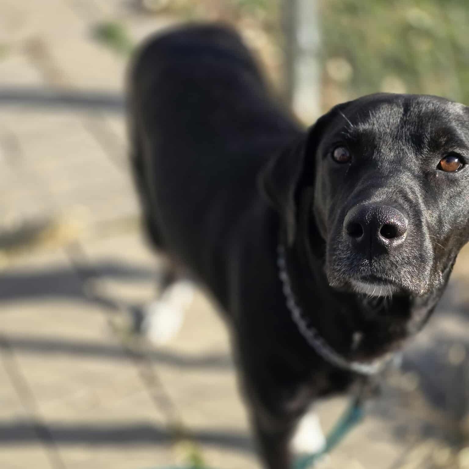 Enlarge Mabel, a Adoptable mixed breed in Geneseo , IL image 5/6