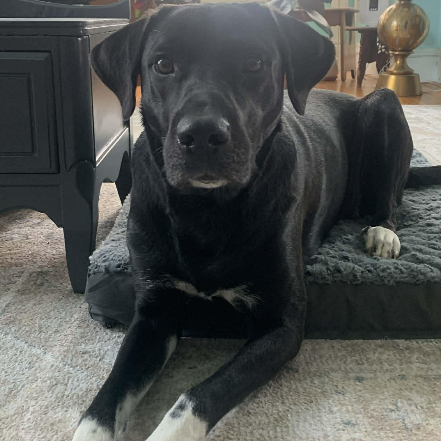 Enlarge Mabel, a Adoptable mixed breed in Geneseo , IL image 1/6