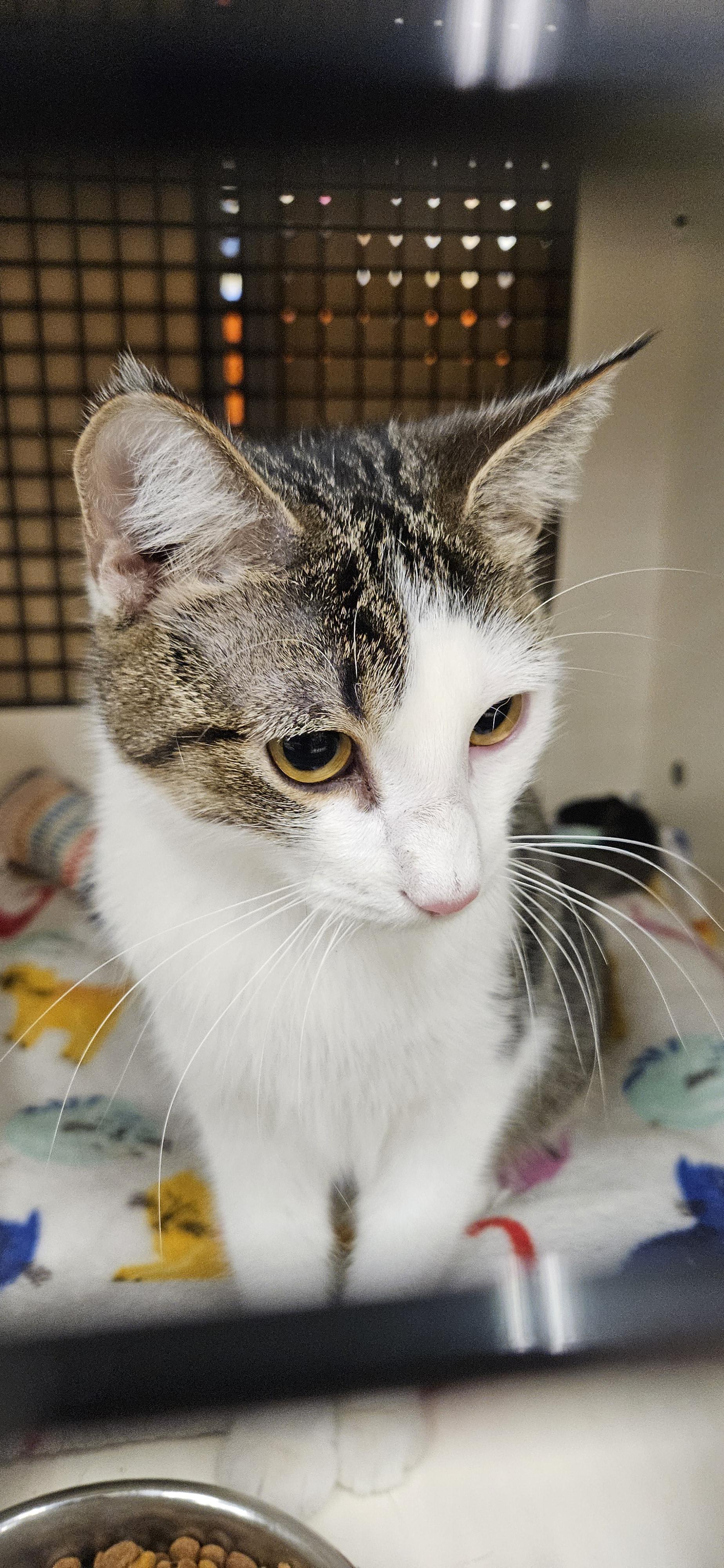 Enlarge Boomer, a ADOPTABLE Domestic Short Hair in Nashville, TN image 5/5