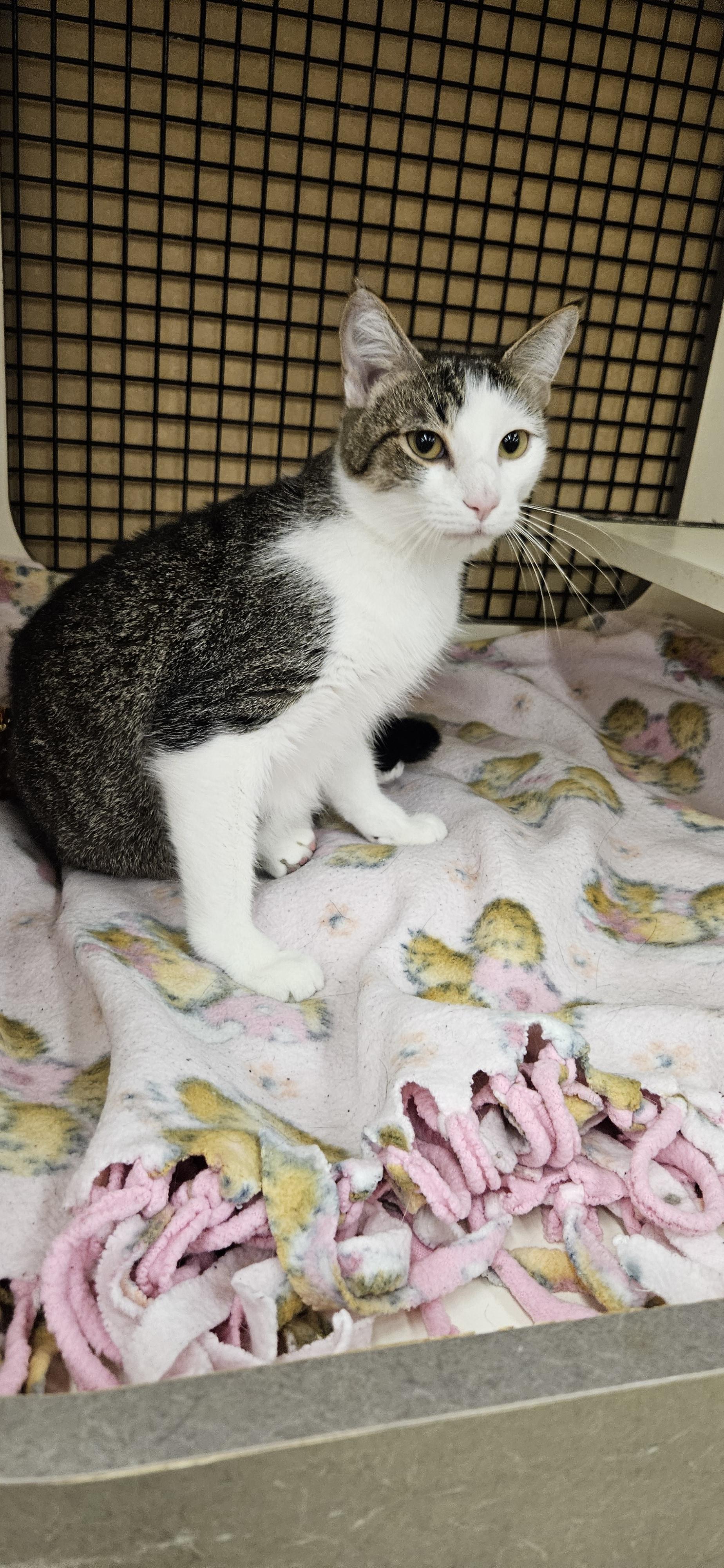 Boomer, a ADOPTABLE Domestic Short Hair in Nashville, TN image 5/5