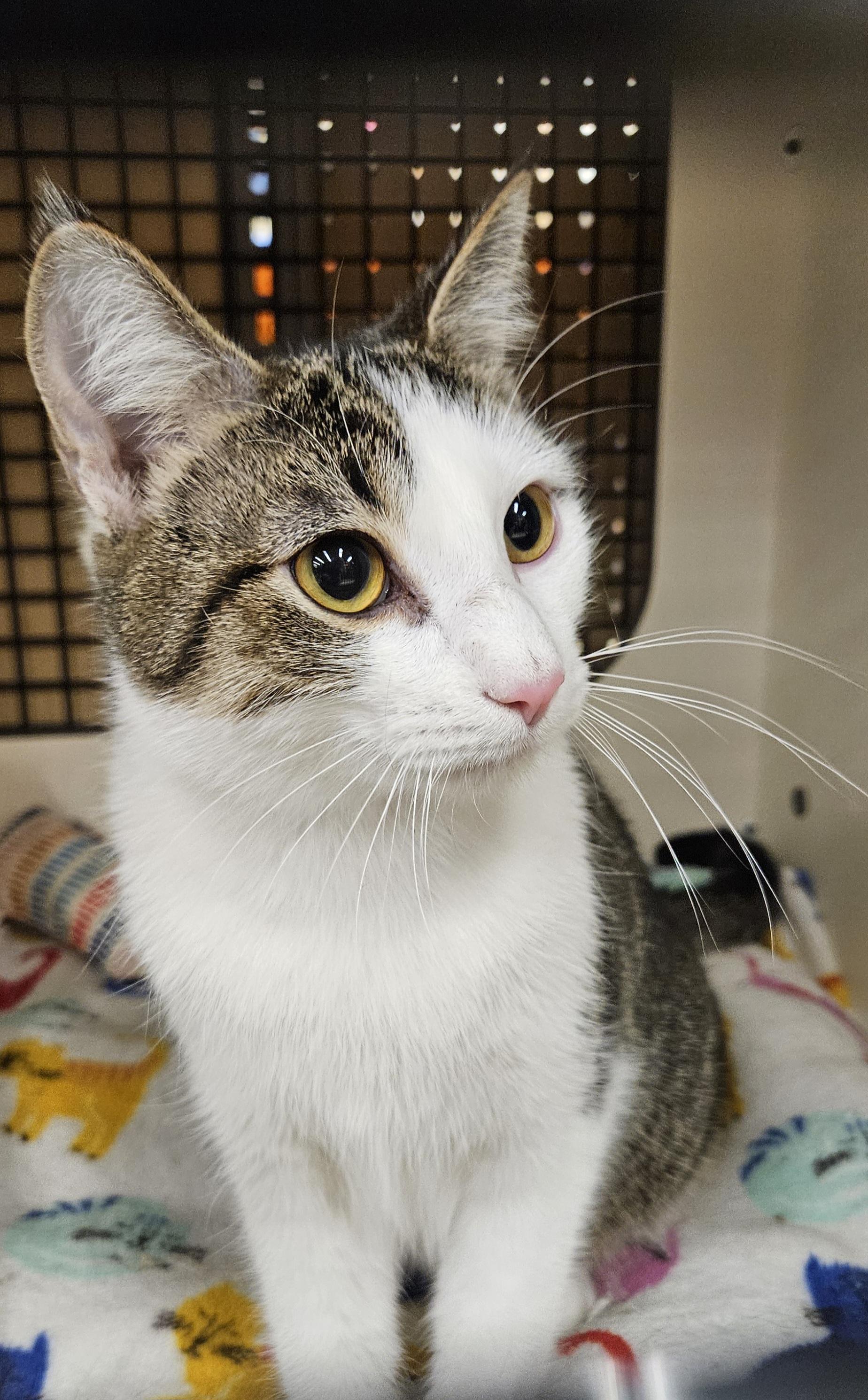 Boomer, ADOPTABLE, Young Male Domestic Short Hair.