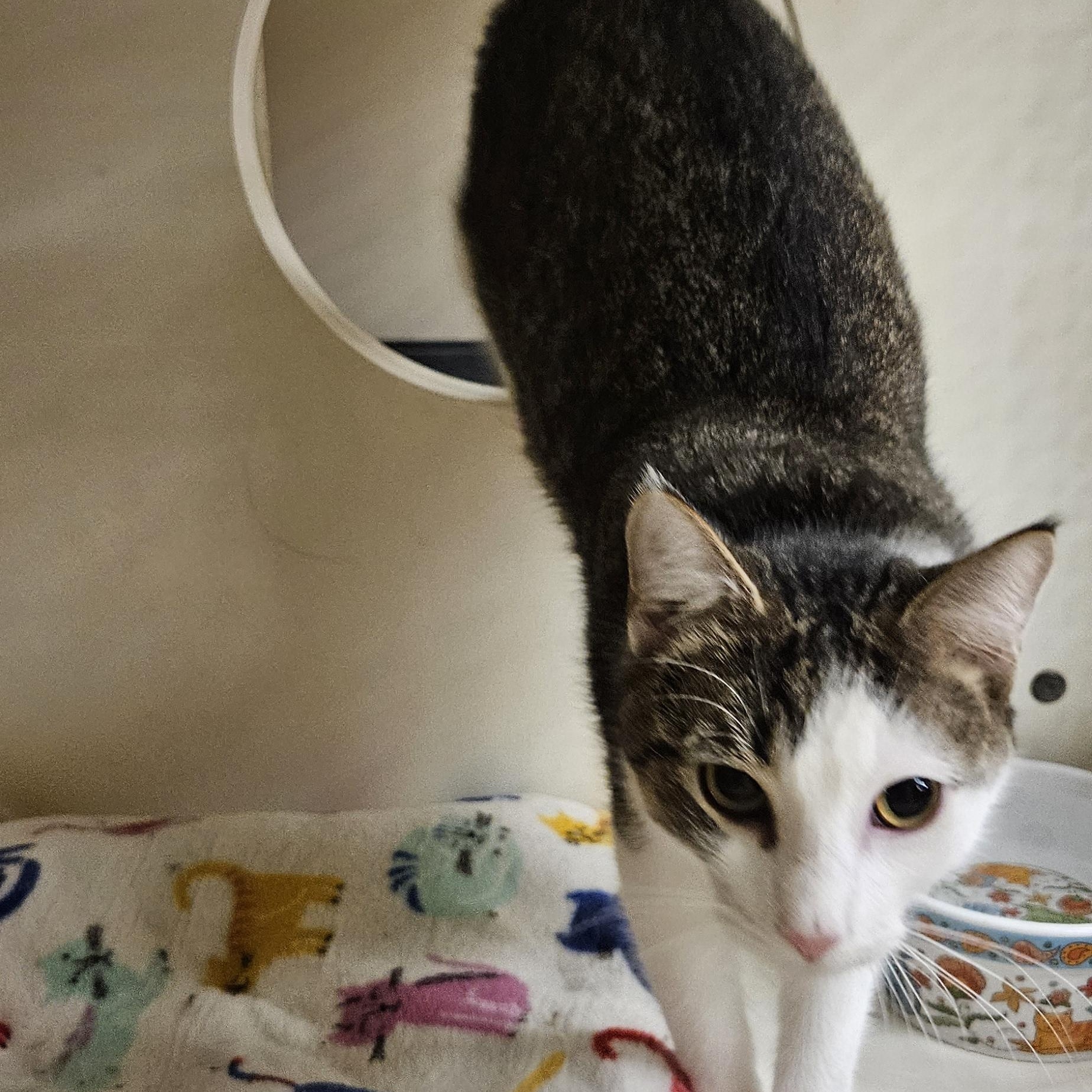 Enlarge Boomer, a ADOPTABLE Domestic Short Hair in Nashville, TN image 2/5