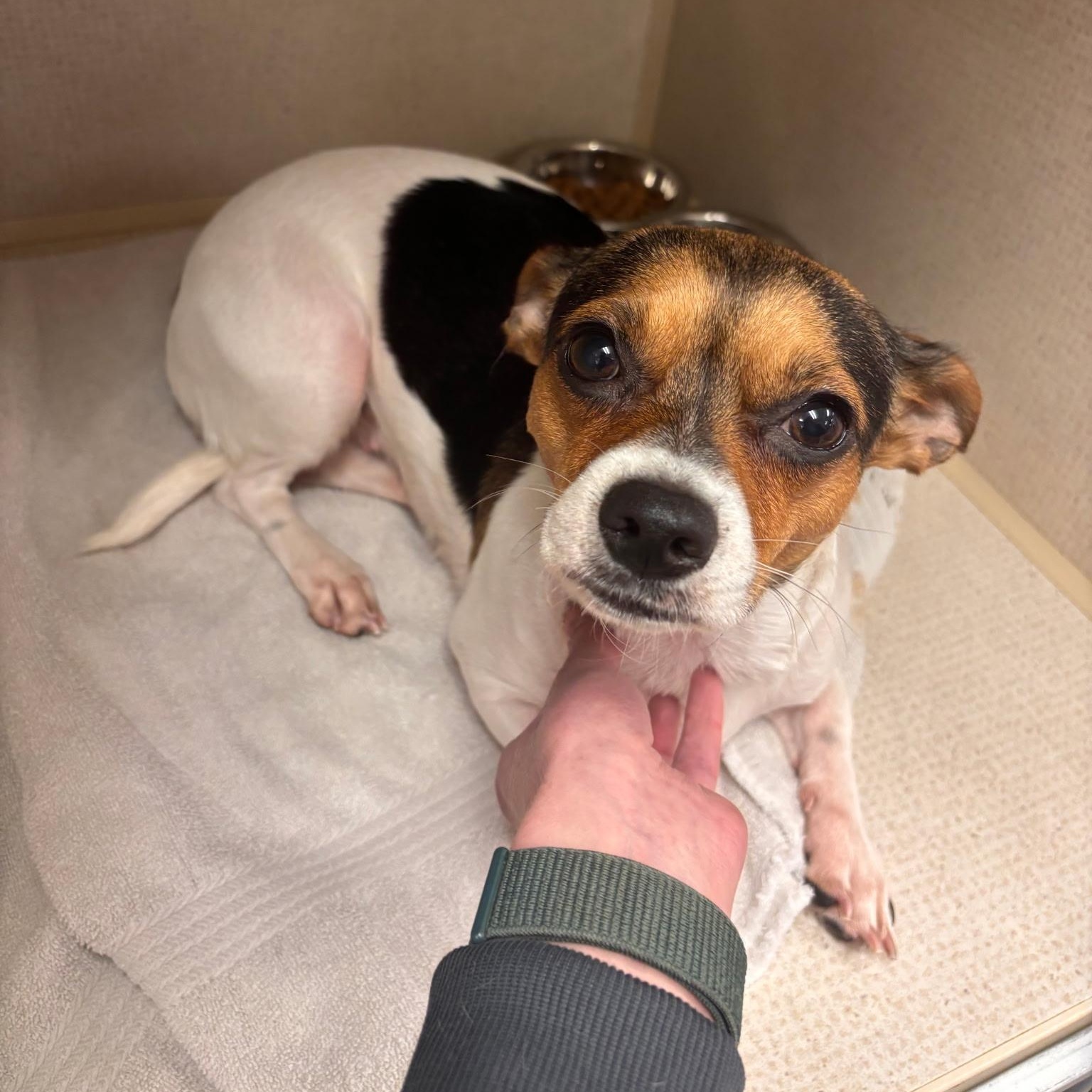 Enlarge Lexi, a ADOPTABLE mixed breed in Boulder, CO image 1/2