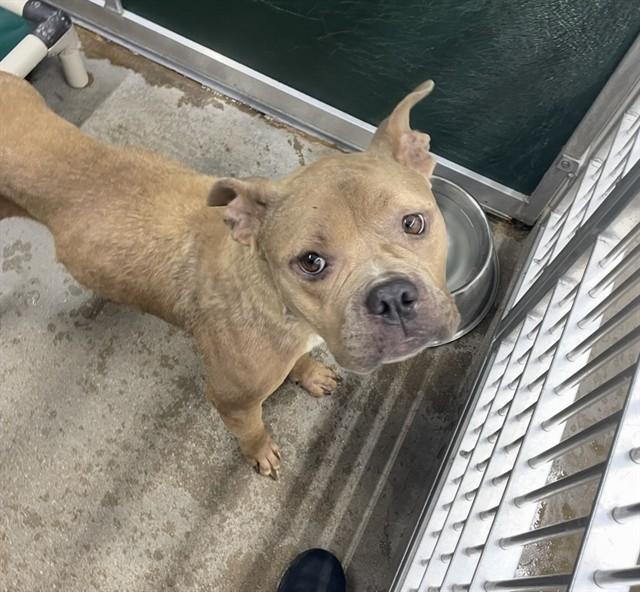 Enlarge HONEY, a Adoptable mixed breed in Killeen, TX image 1/1