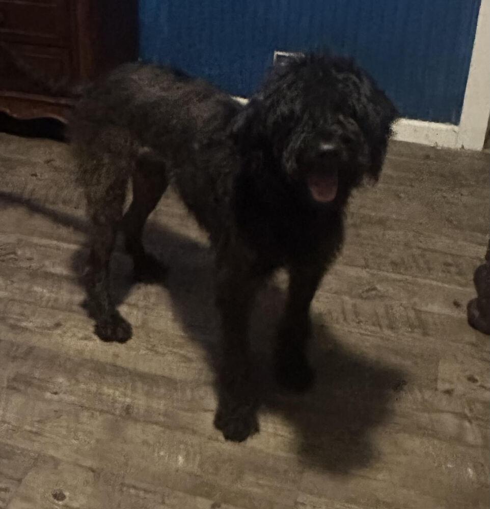 Enlarge Ryder, a Adoptable Schnauzer in Chattanooga, TN image 1/4