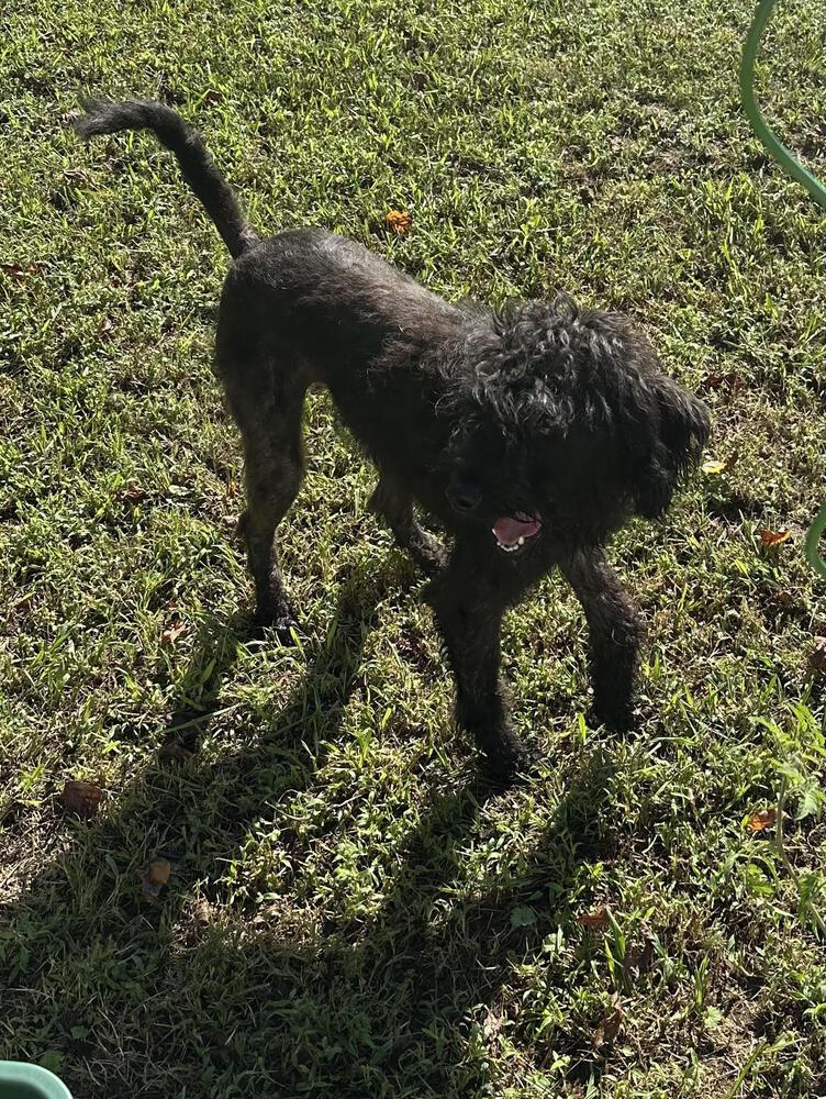 Enlarge Ryder, a Adoptable Schnauzer in Chattanooga, TN image 3/4