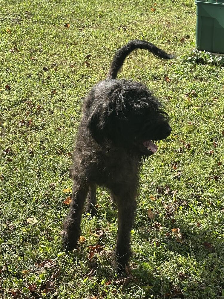 Enlarge Ryder, a Adoptable Schnauzer in Chattanooga, TN image 4/4