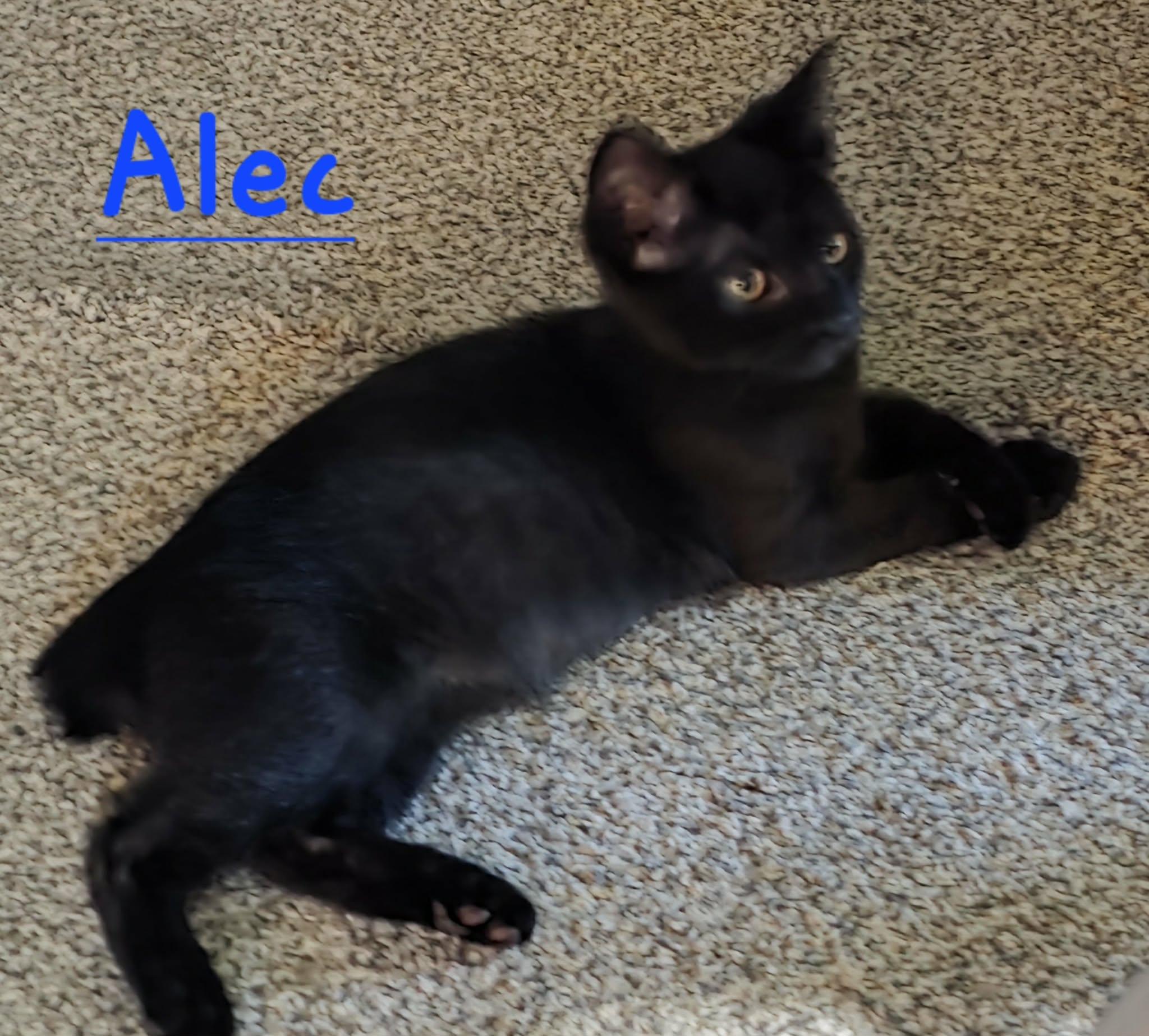 Enlarge Alec, a ADOPTABLE Domestic Short Hair in Battle Creek, MI image 2/2