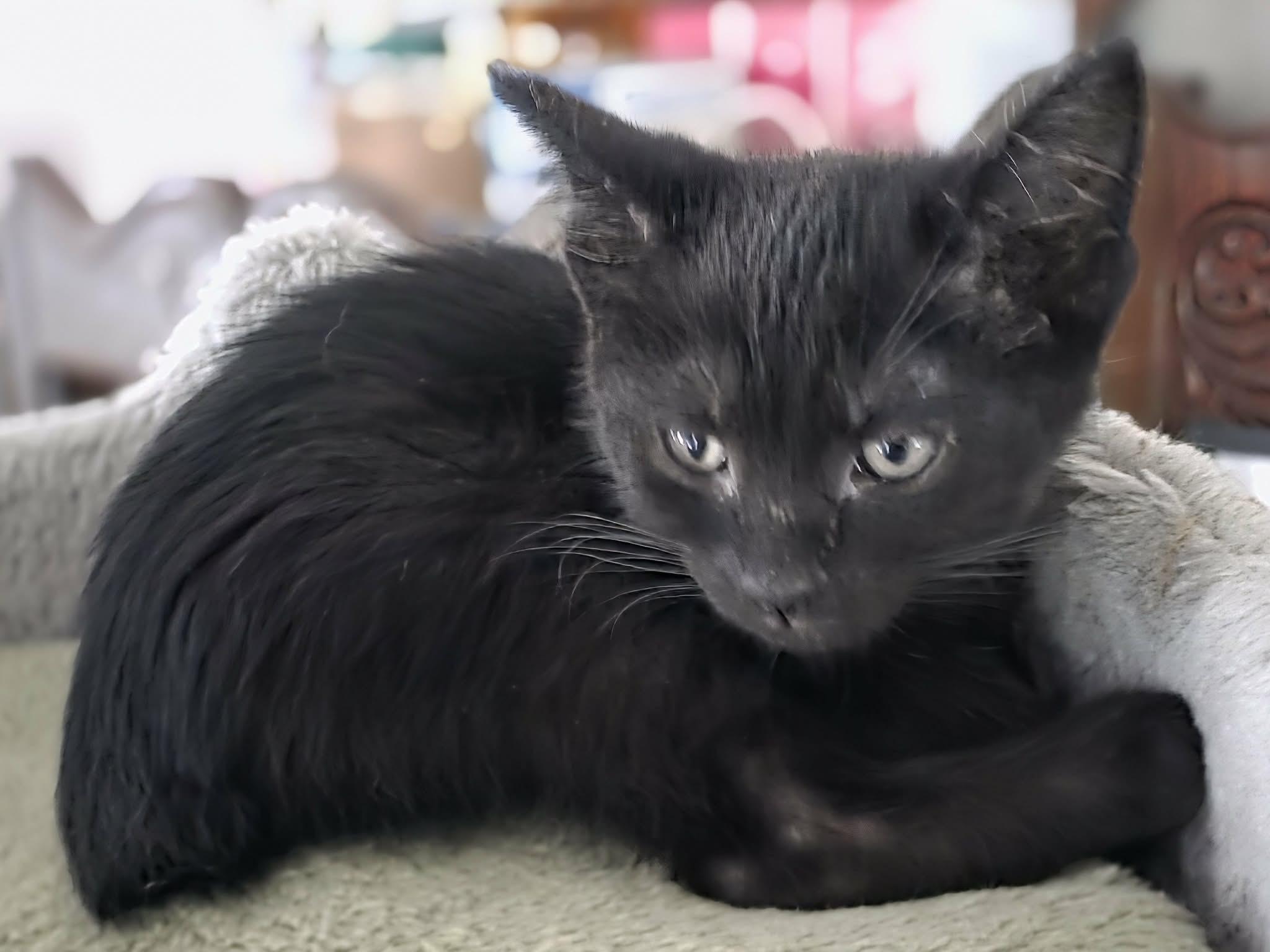 Alec, a ADOPTABLE Domestic Short Hair in Battle Creek, MI image 2/3