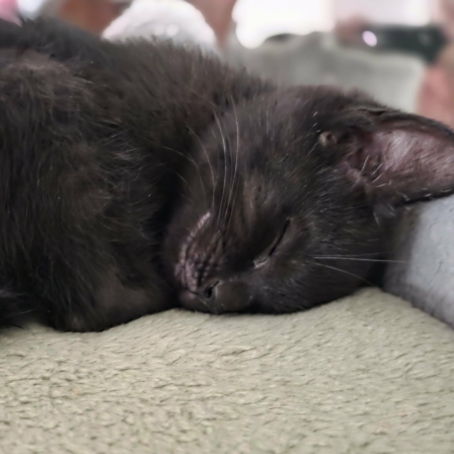 Alec, ADOPTABLE, Kitten Male Domestic Short Hair.