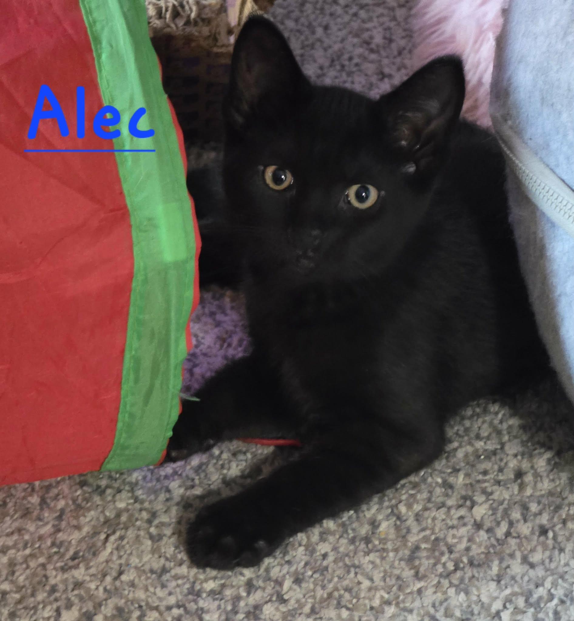 Alec, ADOPTABLE, Kitten Male Domestic Short Hair.