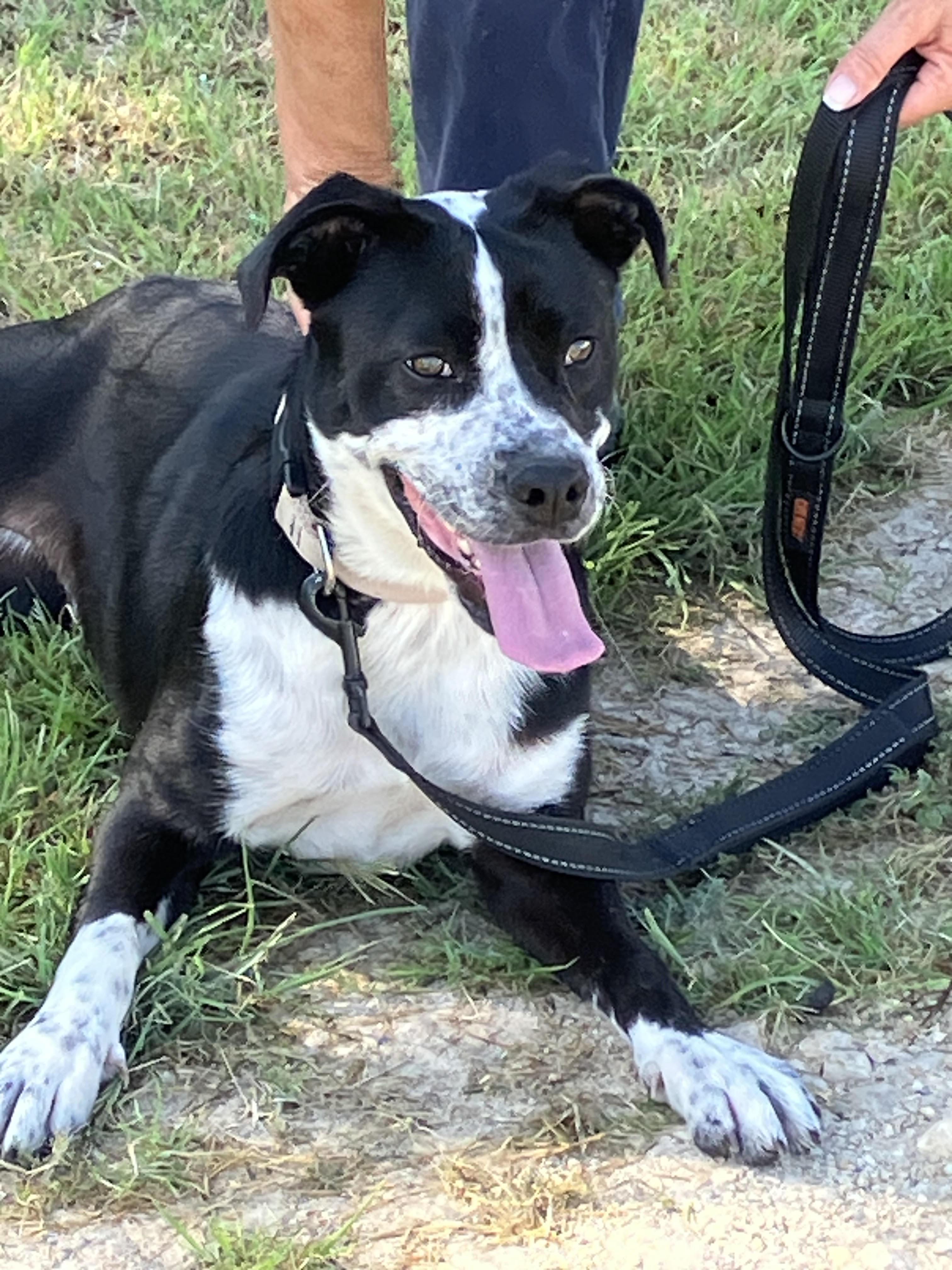 IZZY-Incredibly Sweet, Young Female Boxer
