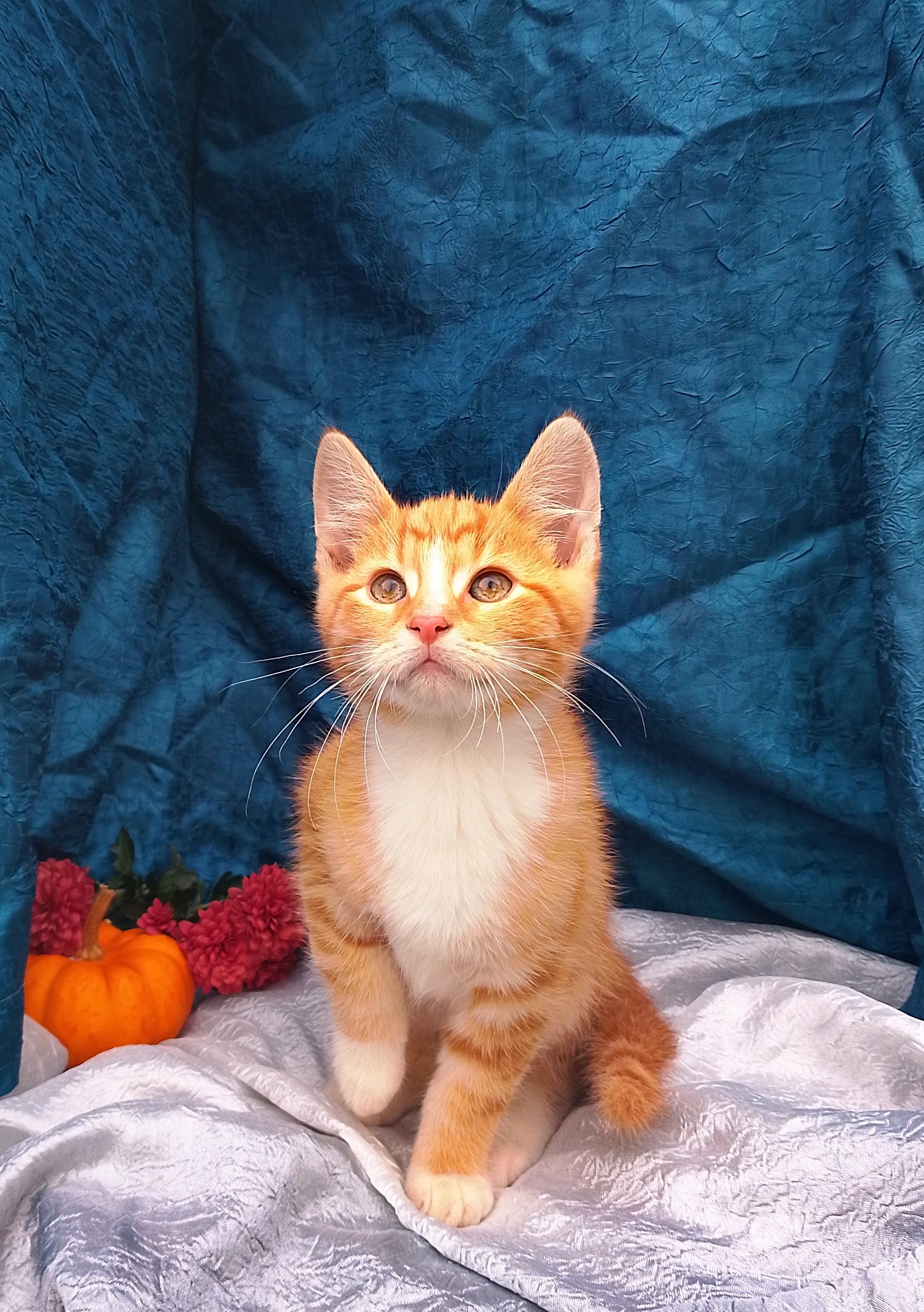 Enlarge Pumpkin #441, a Adoptable Domestic Short Hair in Nichols, NY image 1/1