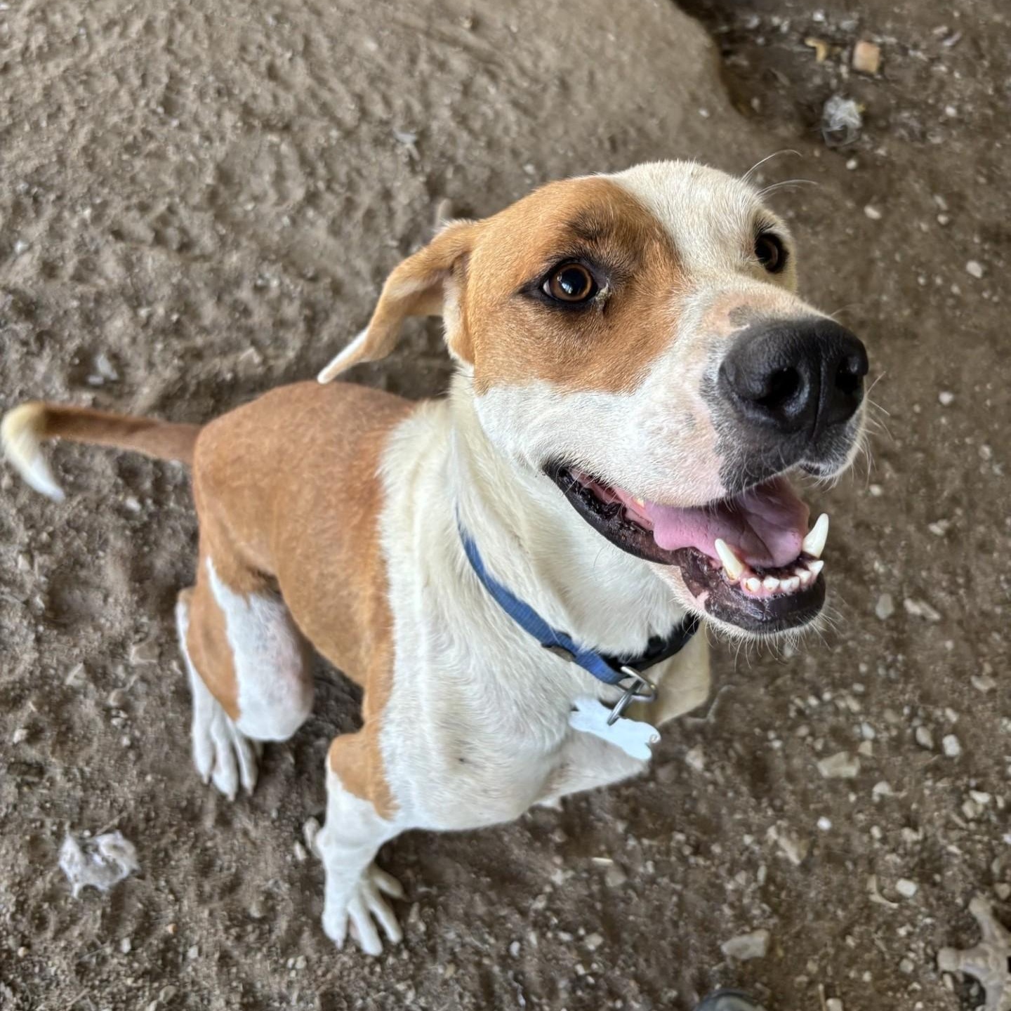 Enlarge Sunflower, a Adoptable mixed breed in Glenpool, OK image 2/4