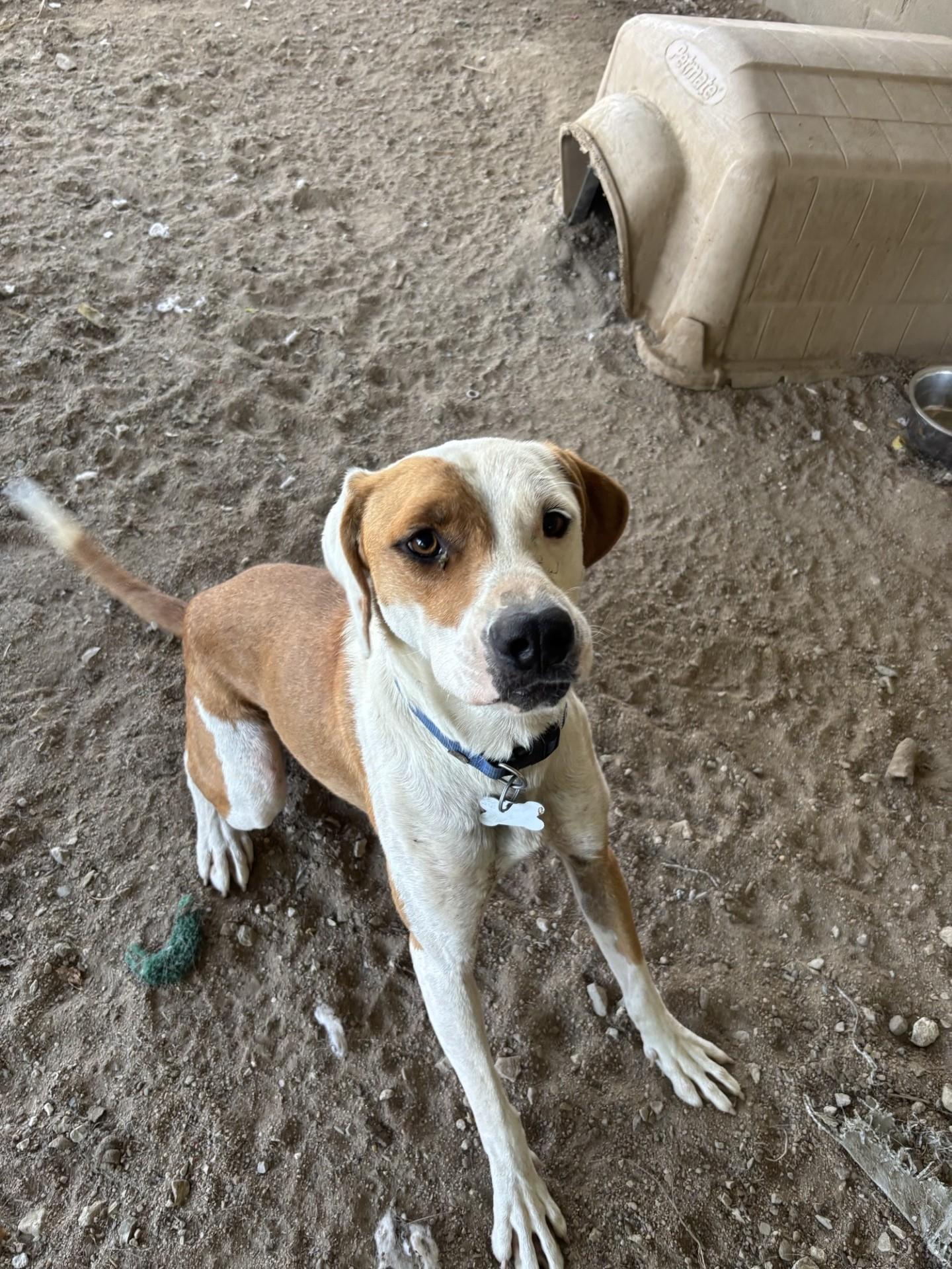 Enlarge Sunflower, a Adoptable mixed breed in Glenpool, OK image 3/4