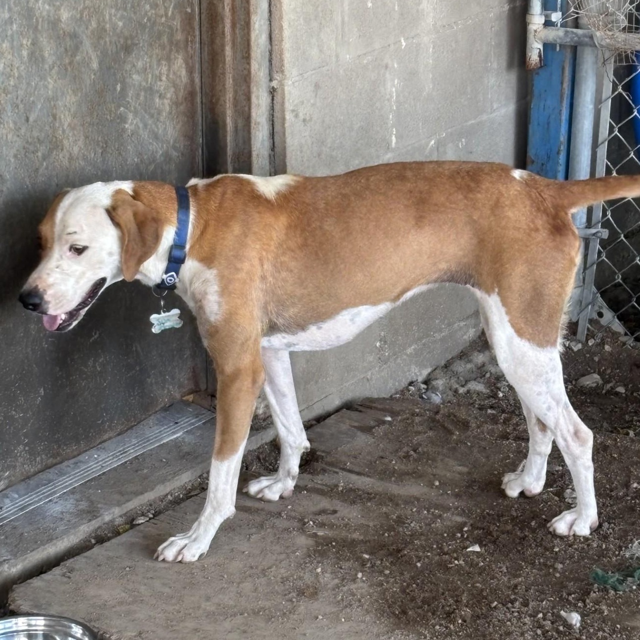 Enlarge Sunflower, a Adoptable mixed breed in Glenpool, OK image 4/4