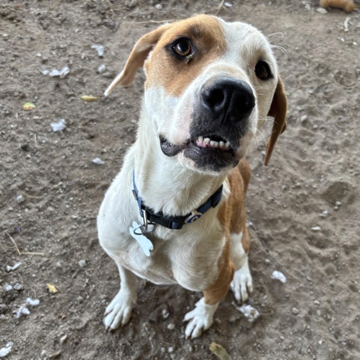 Sunflower, Adoptable, Adult Female Mixed Breed.
