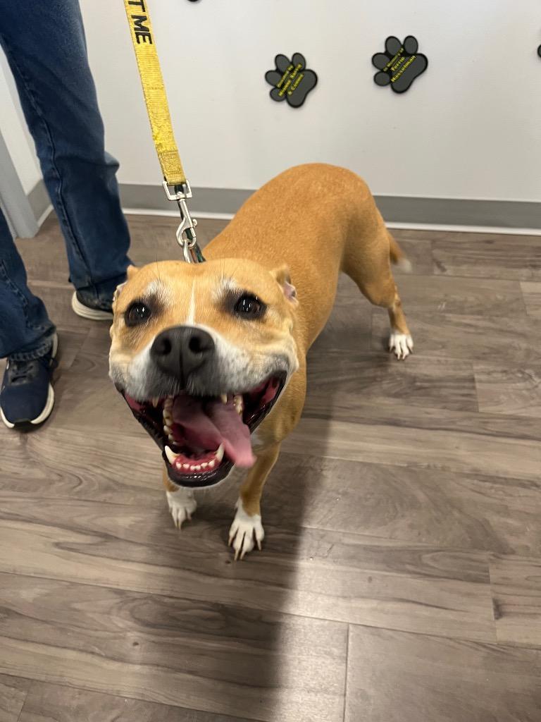 Enlarge Blossom, a Adoptable mixed breed in Auburn, IN image 1/6