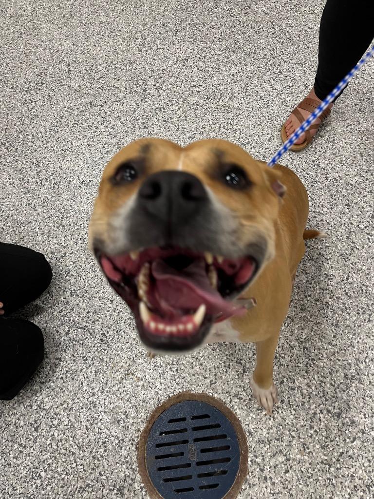 Blossom, Adoptable, Adult Female Terrier.