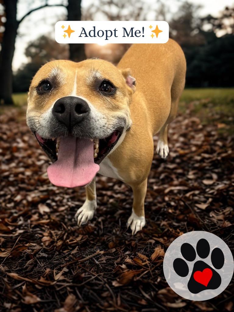 Enlarge Blossom, a Adoptable Terrier in Auburn, IN image 2/6