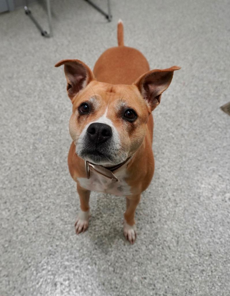 Enlarge Blossom, a Adoptable mixed breed in Auburn, IN image 2/6