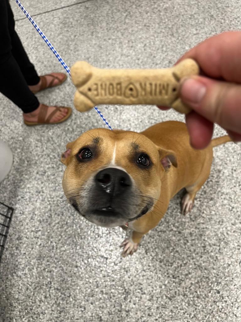 Enlarge Blossom, a Adoptable mixed breed in Auburn, IN image 3/6