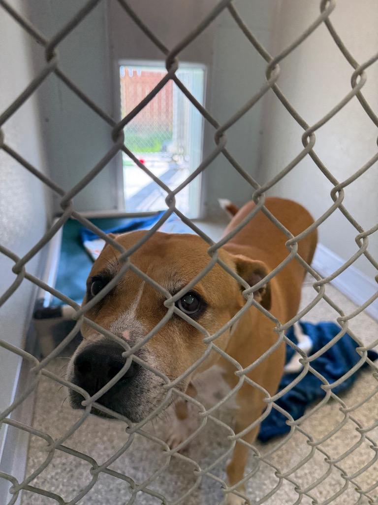 Blossom, a Adoptable mixed breed in Auburn, IN image 5/6