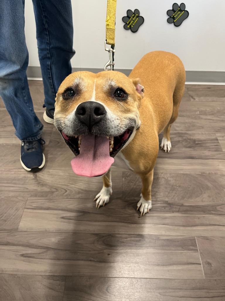 Enlarge Blossom, a Adoptable mixed breed in Auburn, IN image 5/6