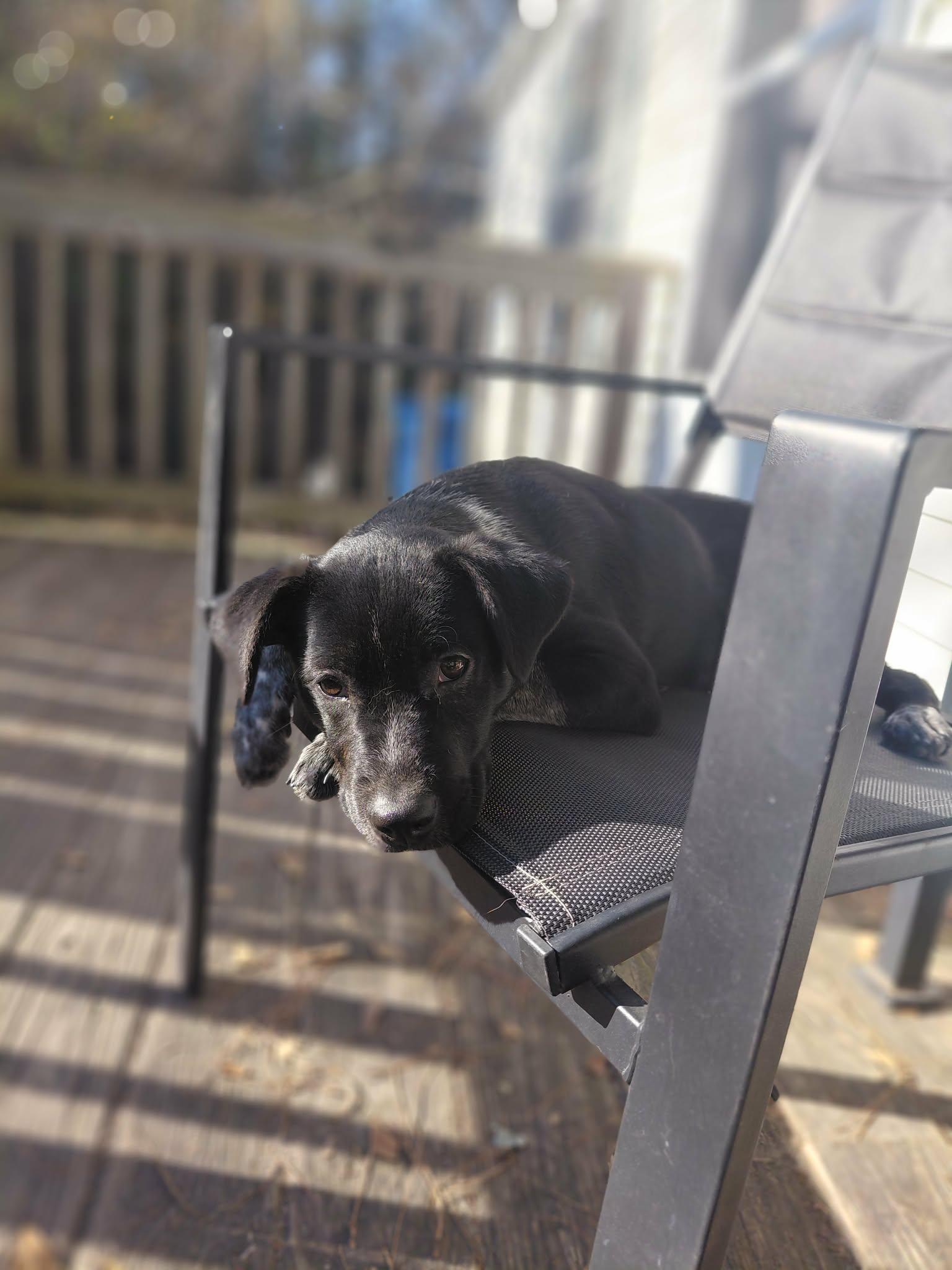 Zora  Dawn thumbnail 3