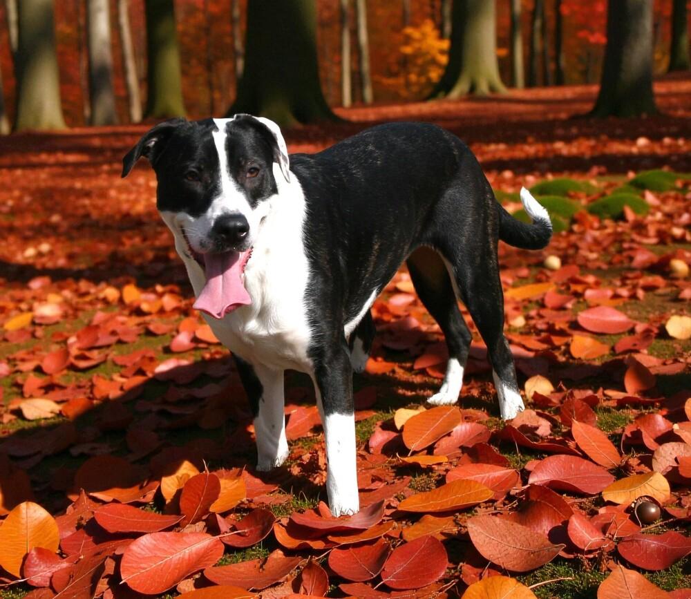 Pandy, a Adoptable Shepherd in Pulaski, TN image 1/6
