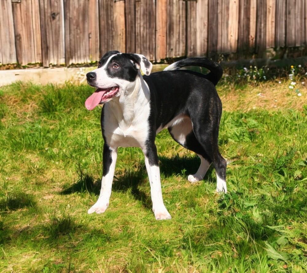 Pandy, a Adoptable Shepherd in Pulaski, TN image 5/6