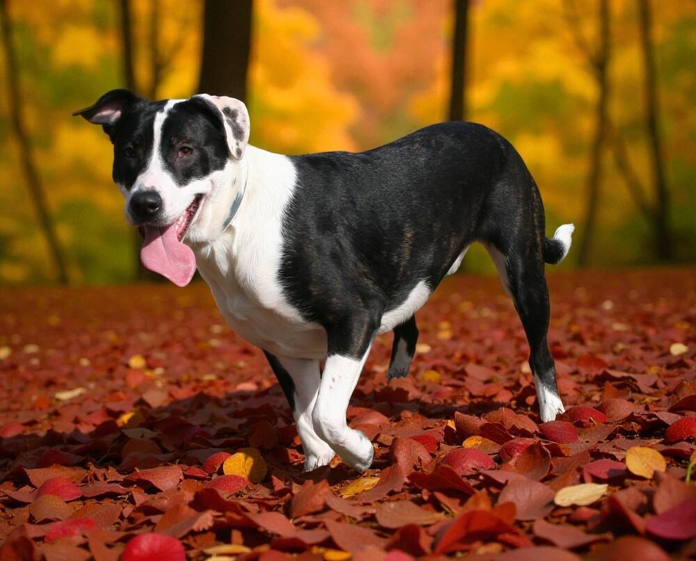Pandy, a Adoptable Shepherd in Pulaski, TN image 6/6