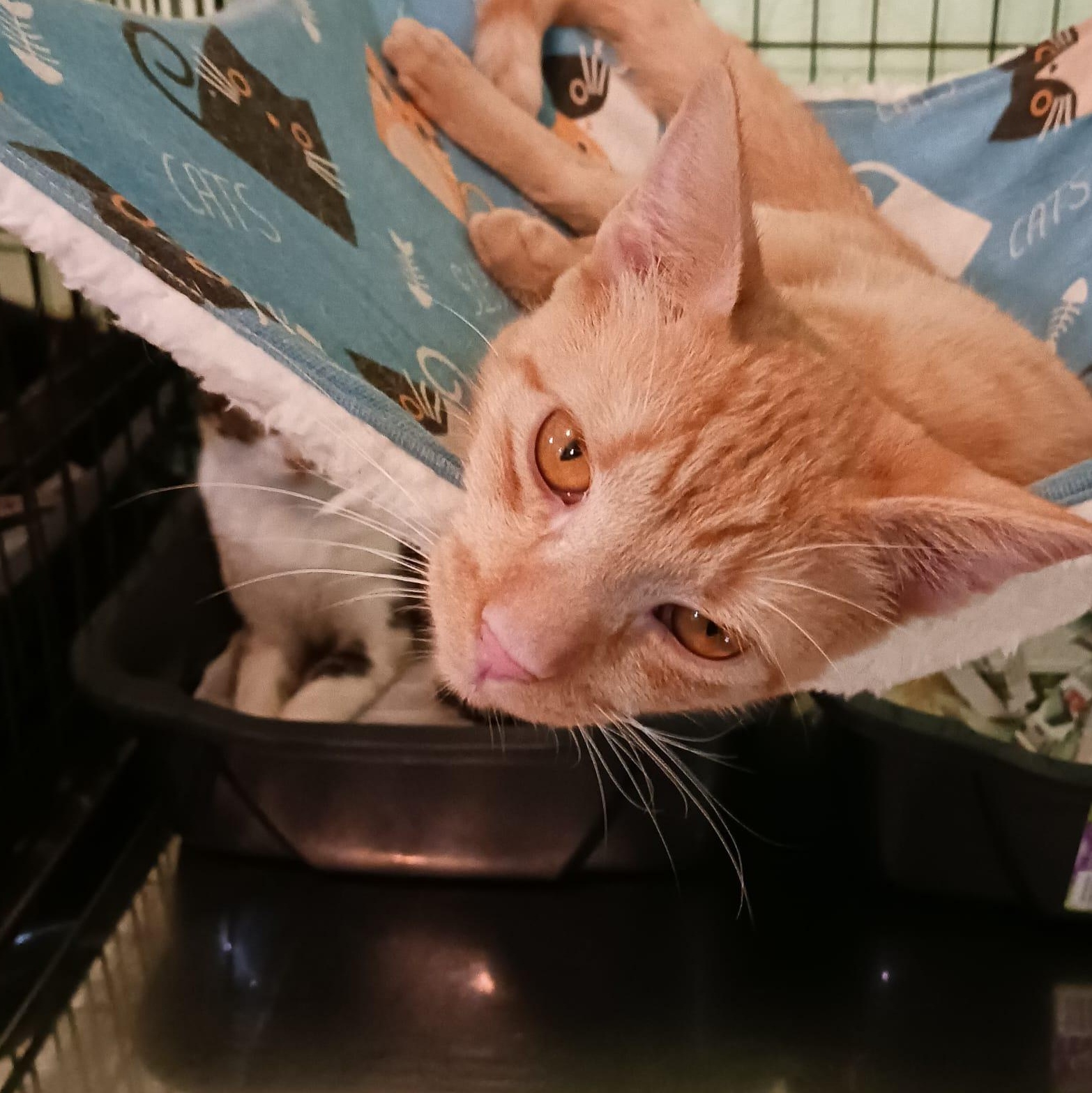 Enlarge Viktor, a Adoptable Domestic Short Hair in Syracuse, NY image 2/4