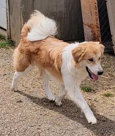 Marley, a ADOPTABLE Australian Shepherd in Mount Sterling, KY image 4/5