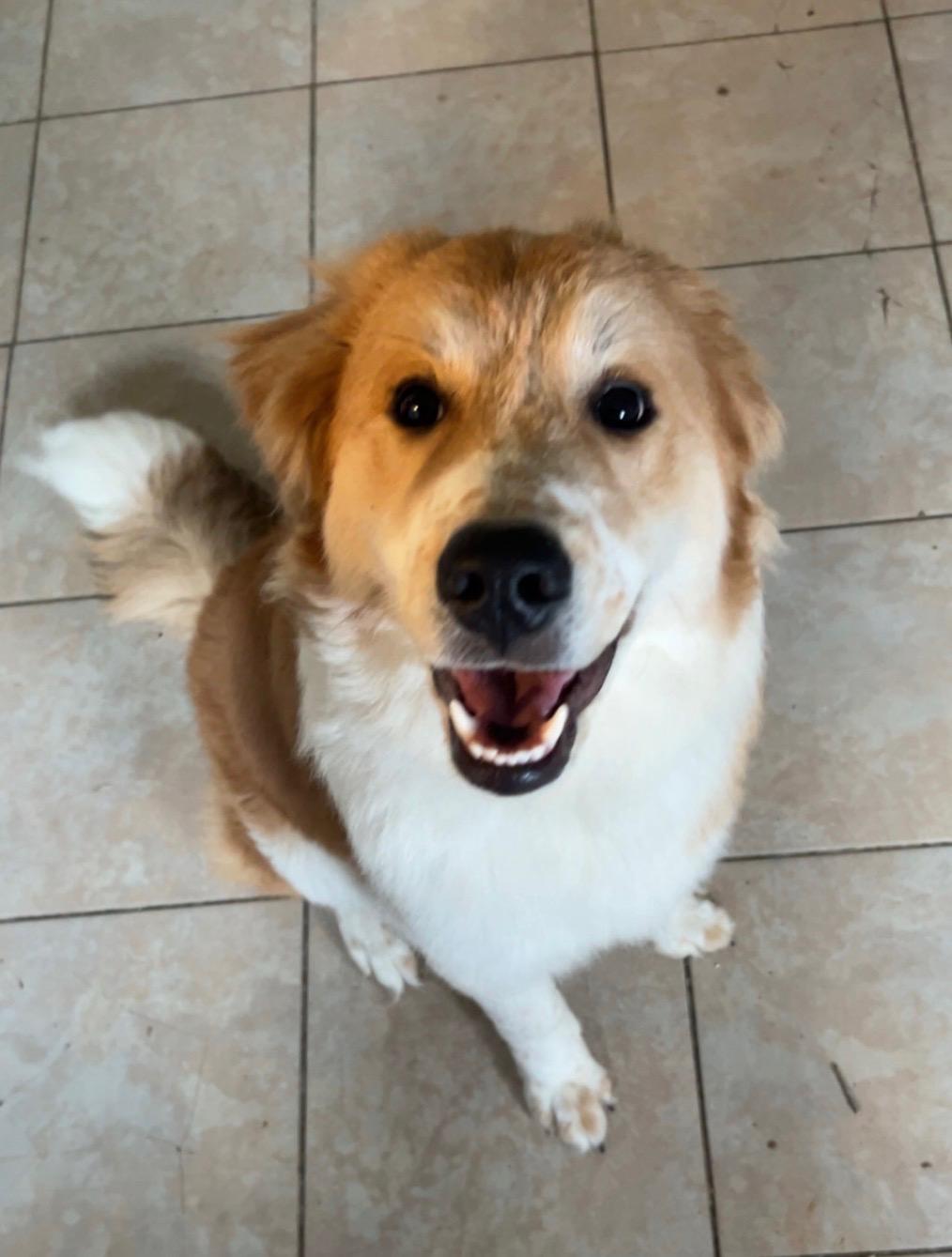 Marley, a ADOPTABLE Australian Shepherd in Mount Sterling, KY image 1/5