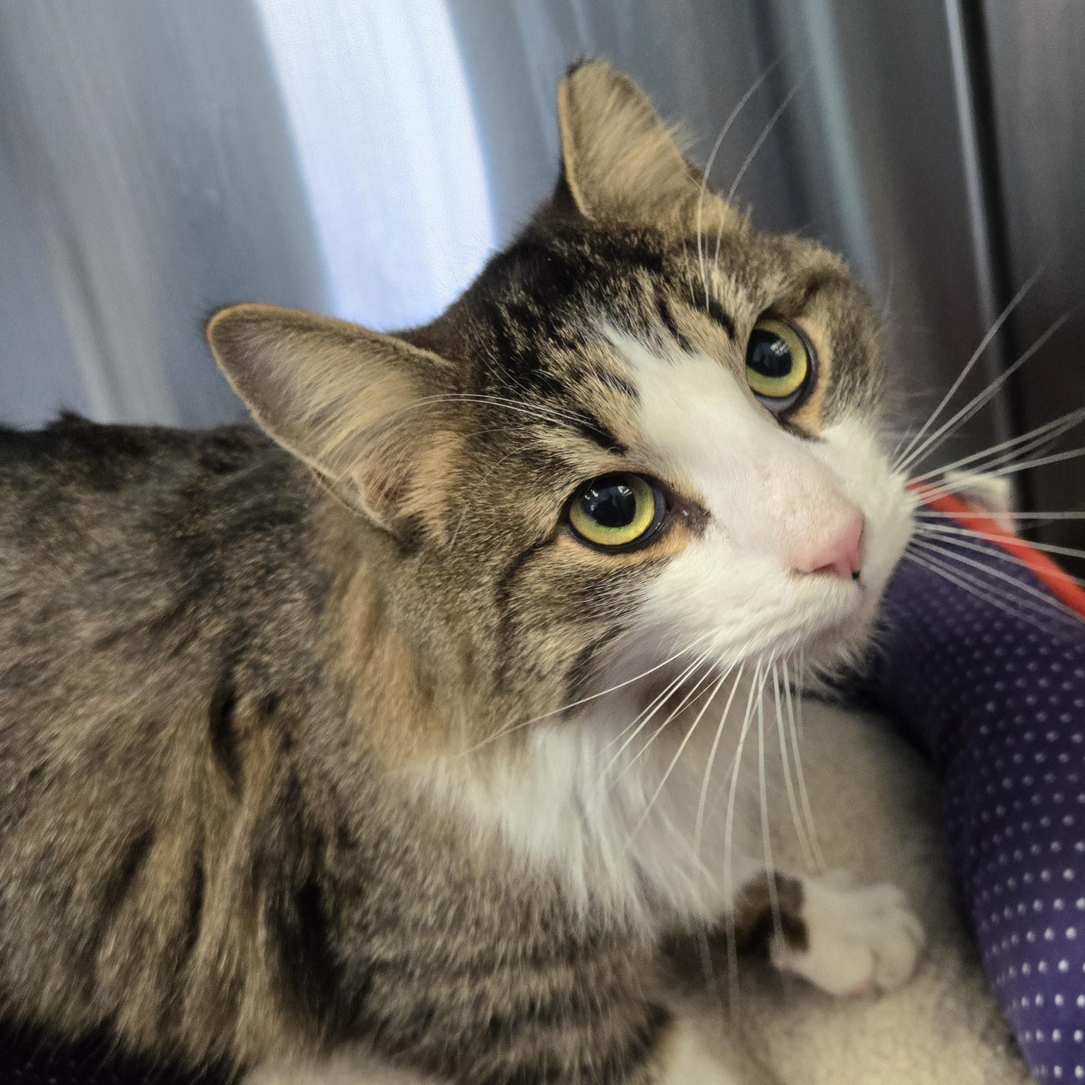 Enlarge Evie, an adopted mixed breed in Tyner, NC image 2/2