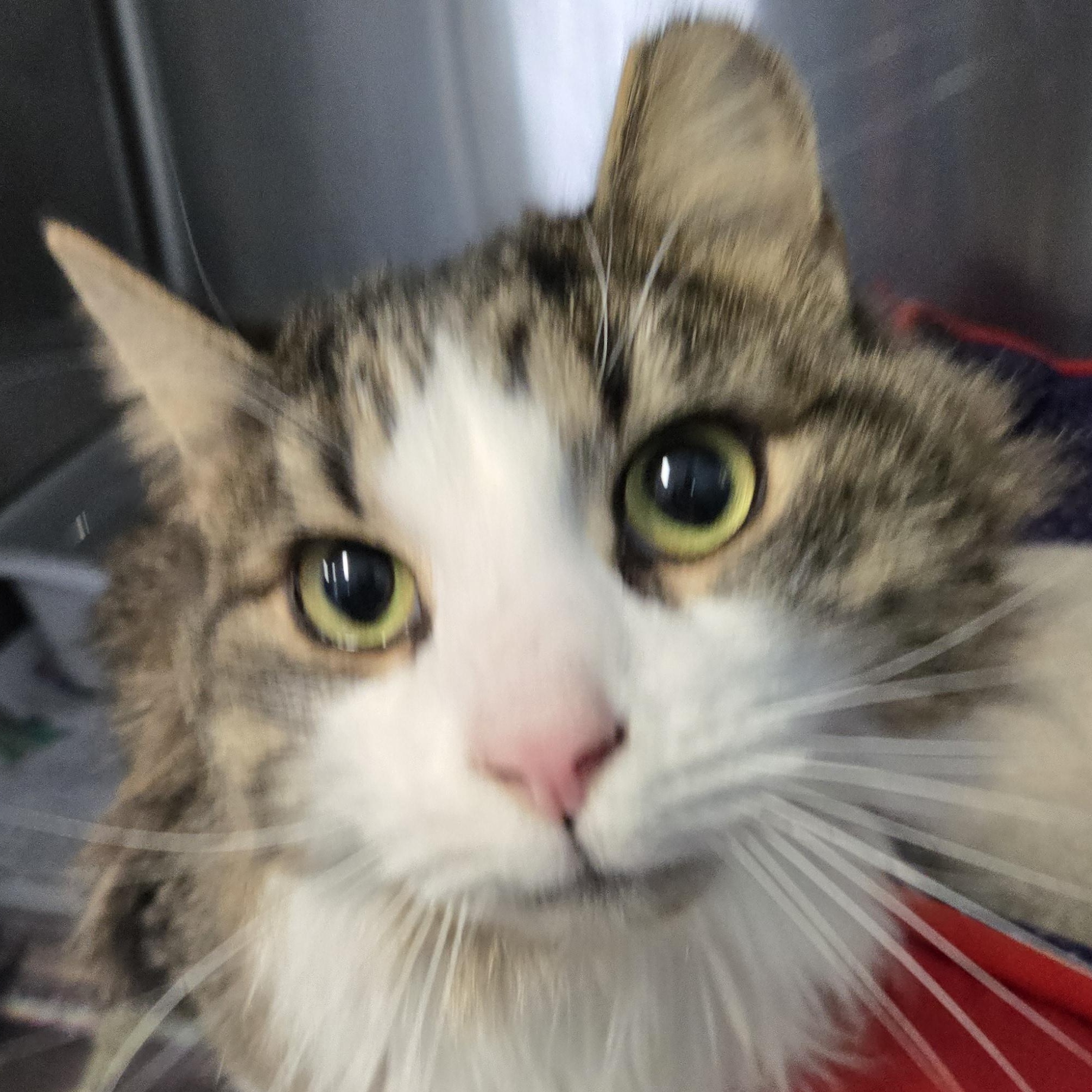 Evie, Adoptable, Adult Female Domestic Medium Hair.