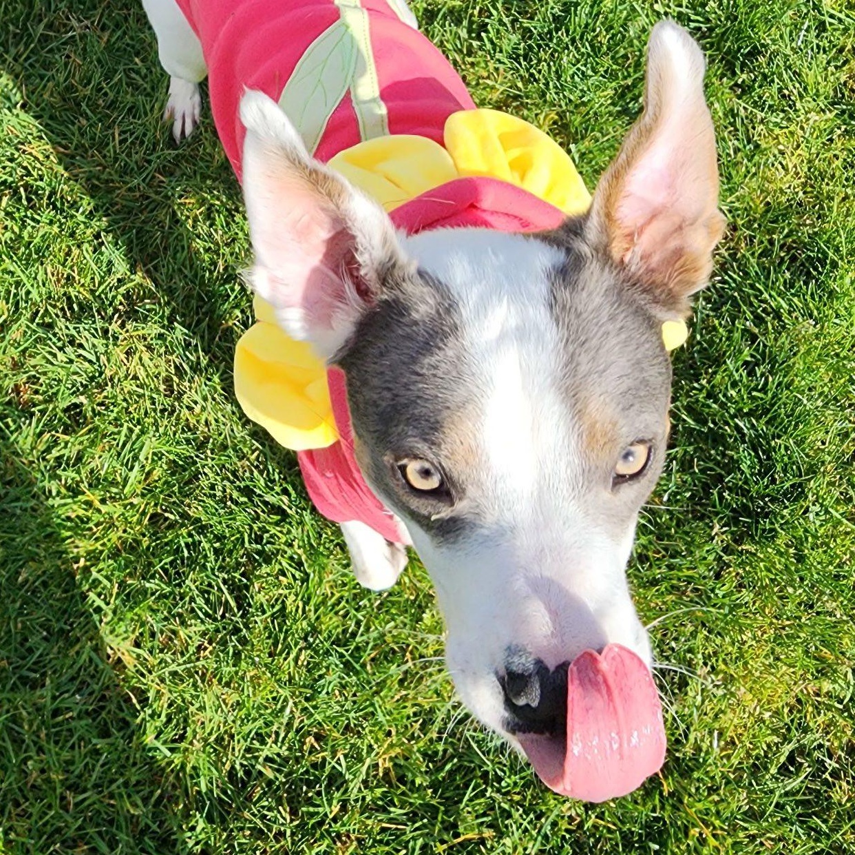 Enlarge Maybelle is in Seattle!, a ADOPTABLE mixed breed in Redmond, WA image 4/6