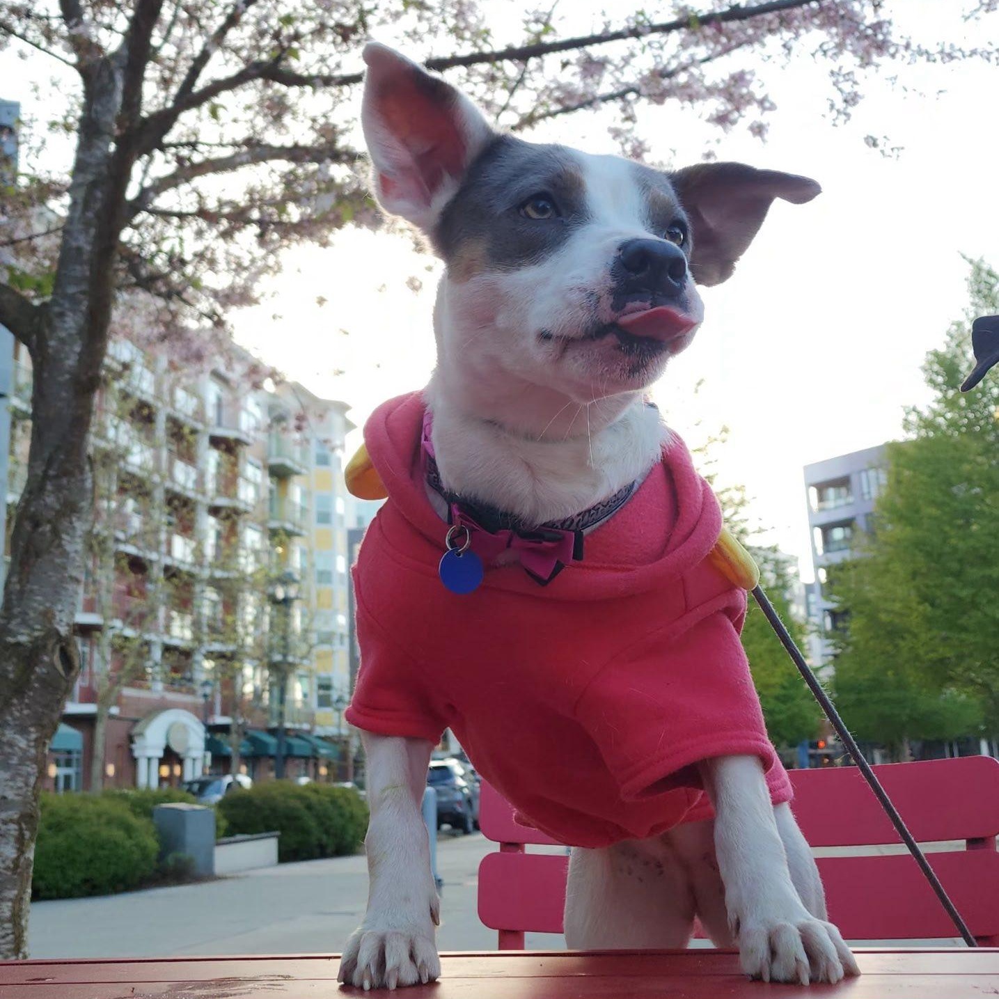 Maybelle is in Seattle!, ADOPTABLE, Young Female Mixed Breed.