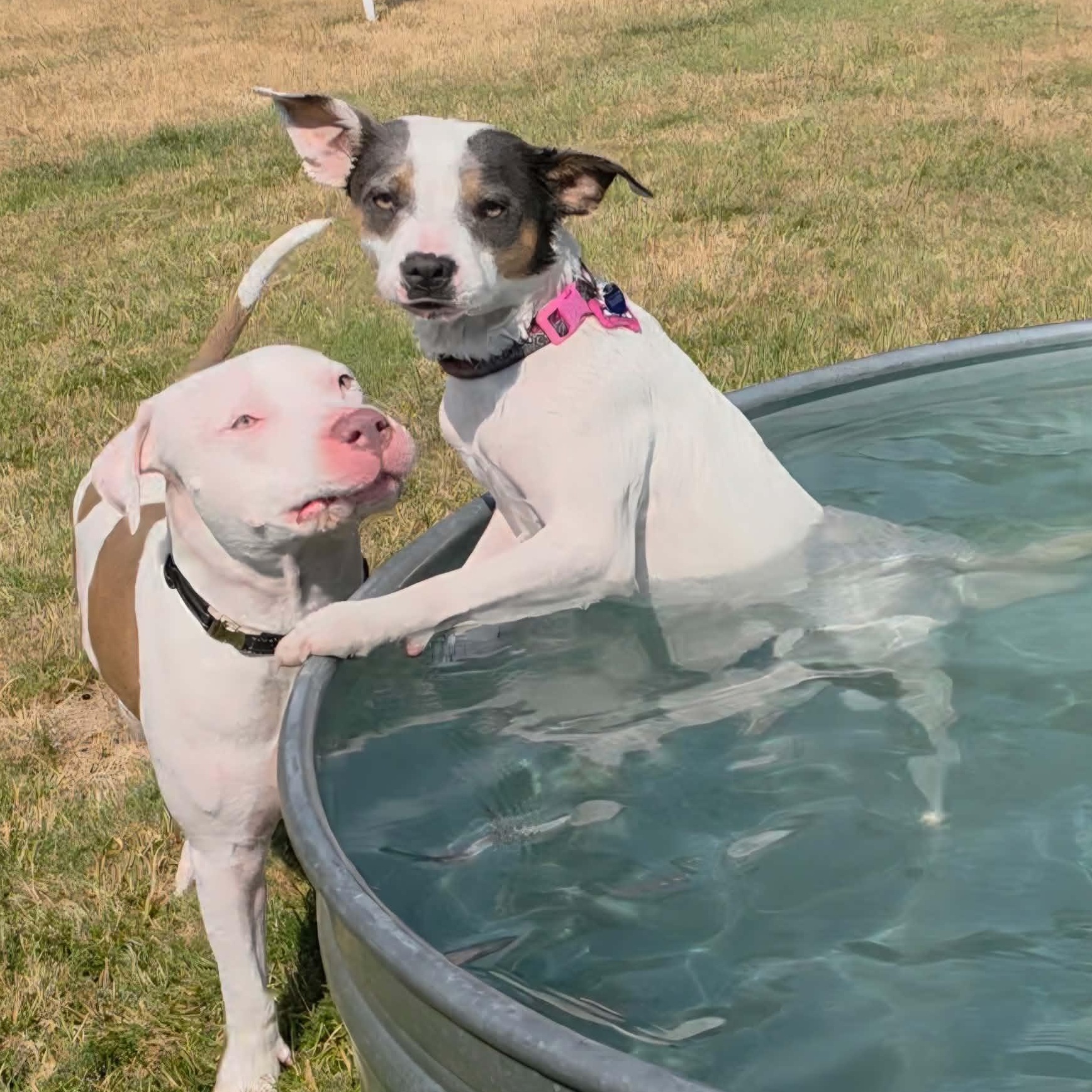 Maybelle is in Seattle!, ADOPTABLE, Young Female Mixed Breed.