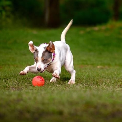 Maybelle is in Seattle!, a ADOPTABLE mixed breed in Redmond, WA image 6/6