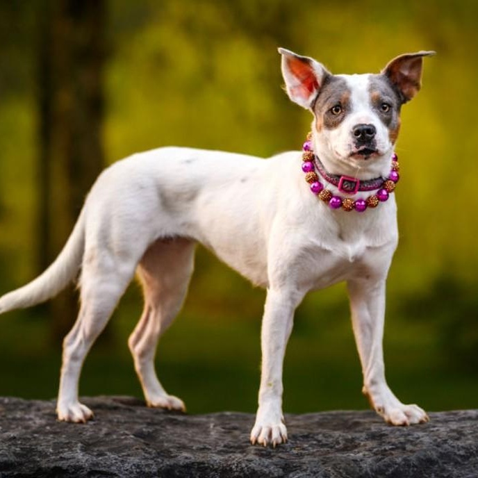 Maybelle is in Seattle!, a ADOPTABLE mixed breed in Redmond, WA image 5/6
