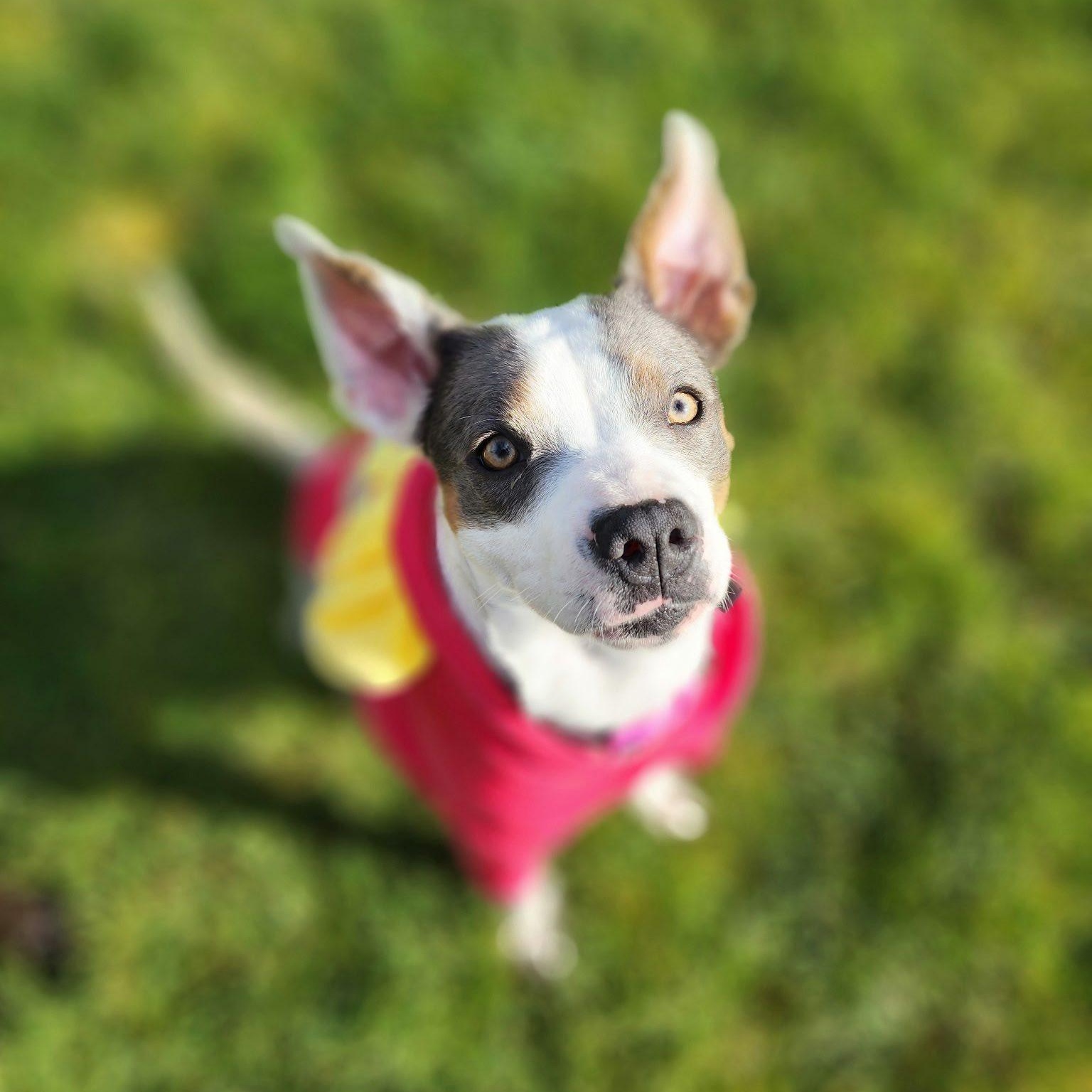 Maybelle is in Seattle!, ADOPTABLE, Young Female Mixed Breed.