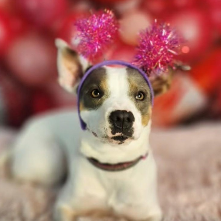 Enlarge Maybelle is in Seattle!, a ADOPTABLE mixed breed in Redmond, WA image 6/6