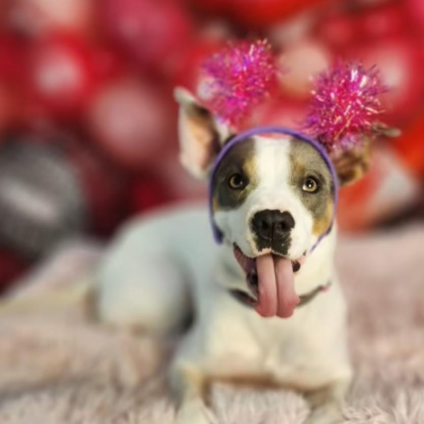 Enlarge Maybelle is in Seattle!, a ADOPTABLE mixed breed in Redmond, WA image 3/6