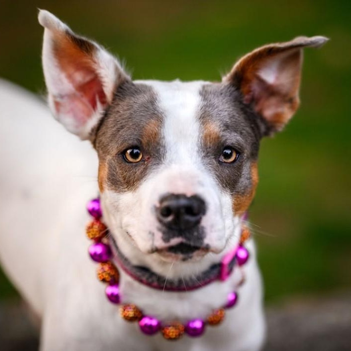 Maybelle is in Seattle!, a ADOPTABLE mixed breed in Redmond, WA image 3/6